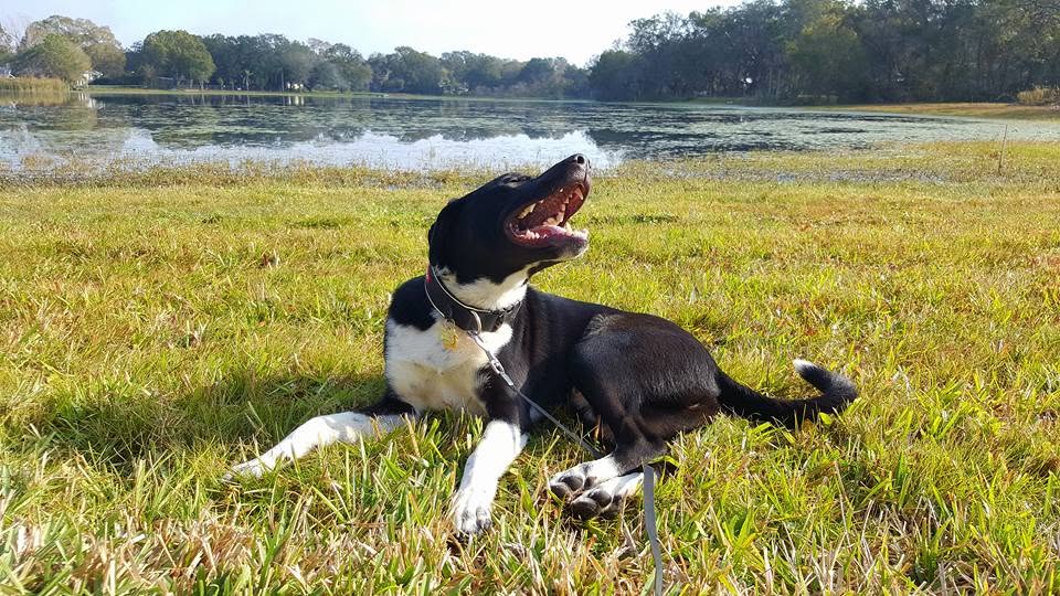 Dogs relaxing in the yard