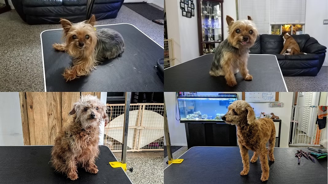 Before and after grooming photos of small dogs