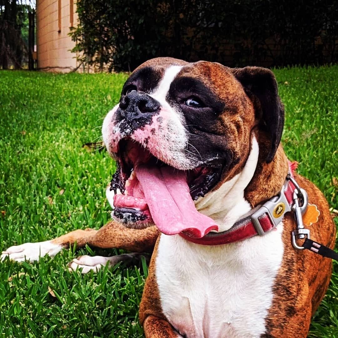 Max panting happily in the grass