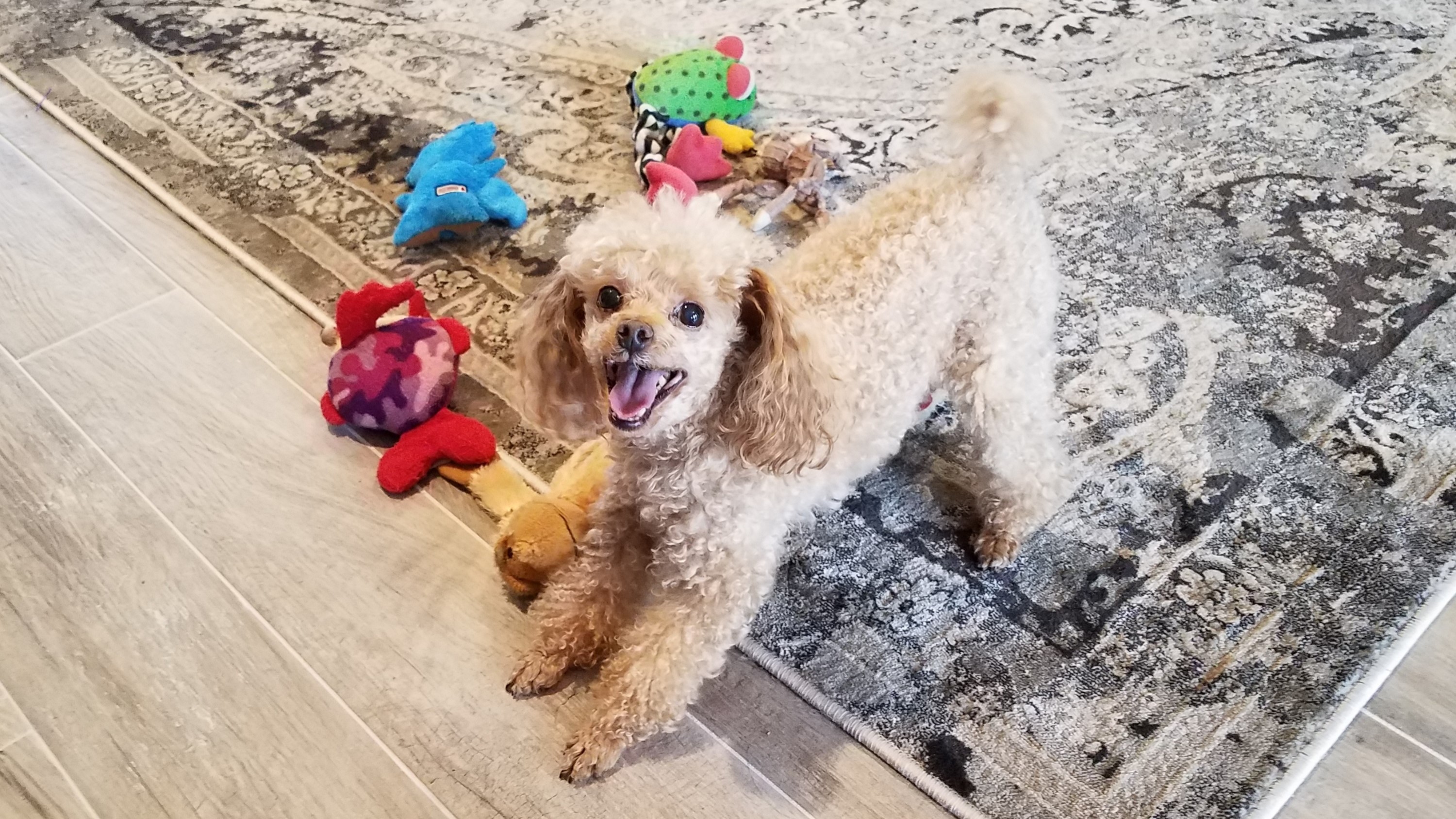 Poodle playing with toys at home during a house visit
