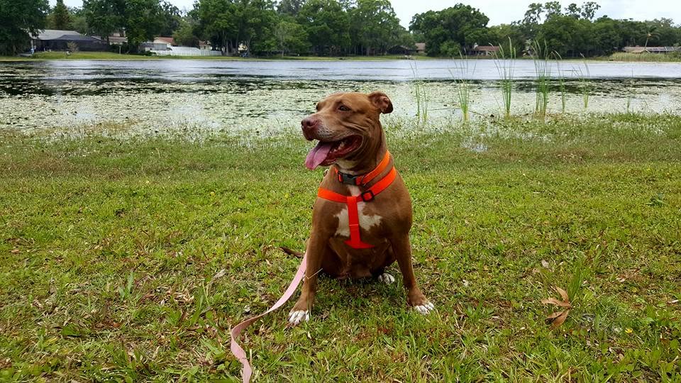 Portrait photo of a pet